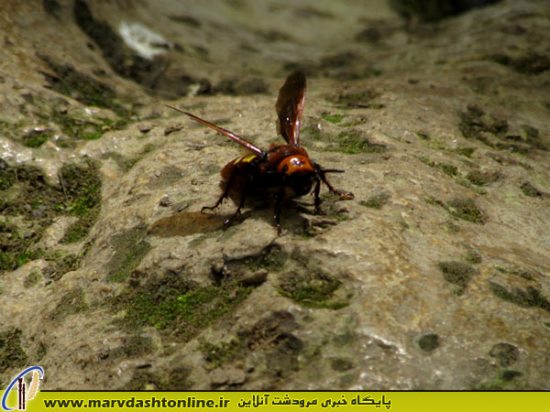 بهشت گمشده مرودشت